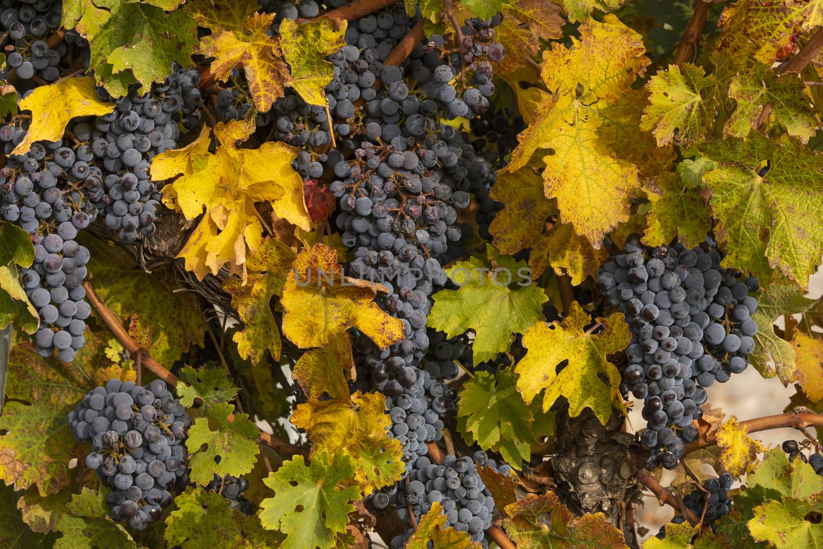 Unharvested grapes, in the autumnal vineyards of Campo de Borja, near the small town of Magallon, Aragon, Spain.