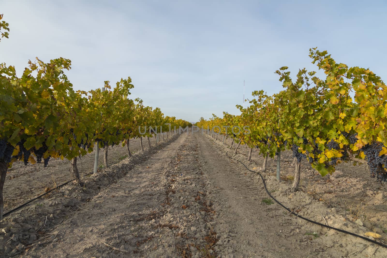 Vineyards with autumnal yellow leaves, Campo de Borja, Spain by alvarobueno