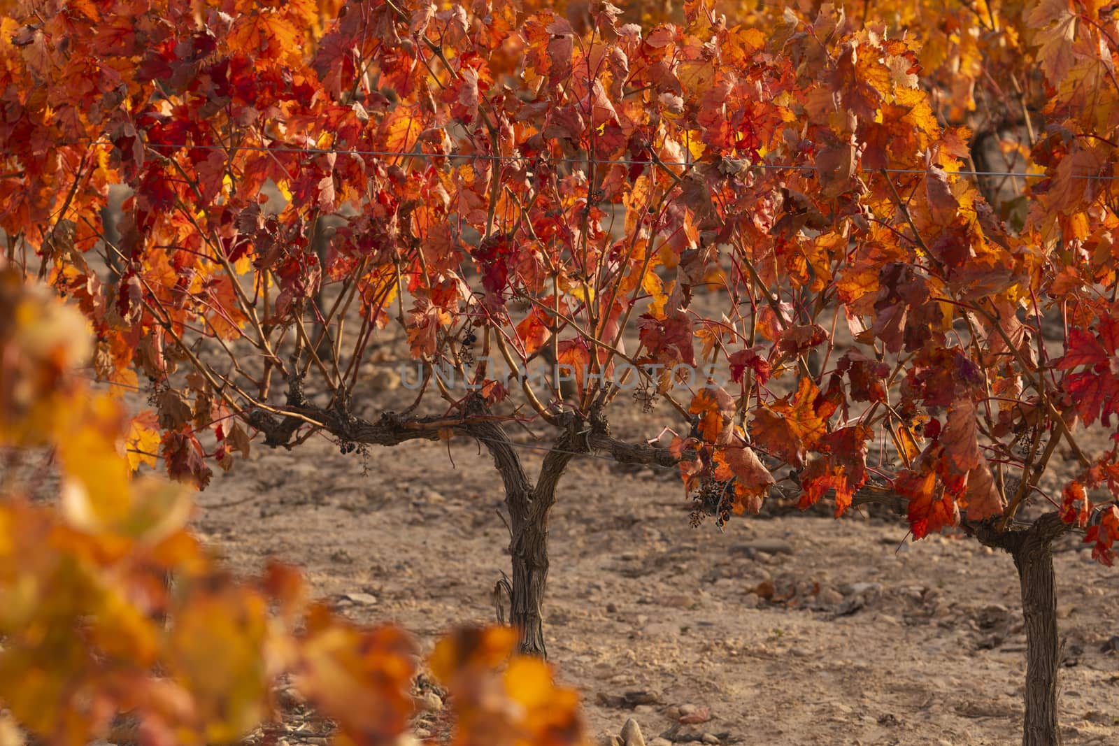 Vineyards with autumnal red leaves, Campo de Borja, Spain by alvarobueno