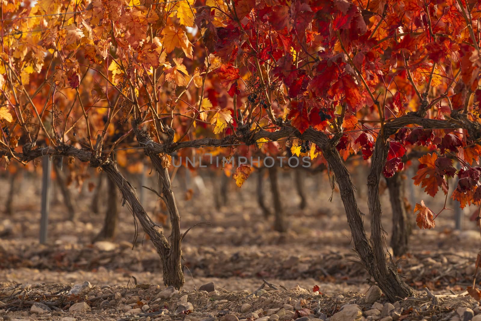 Vineyards with autumnal red leaves in the Campo de Borja region, near the small town of Magallon, Aragon, Spain.