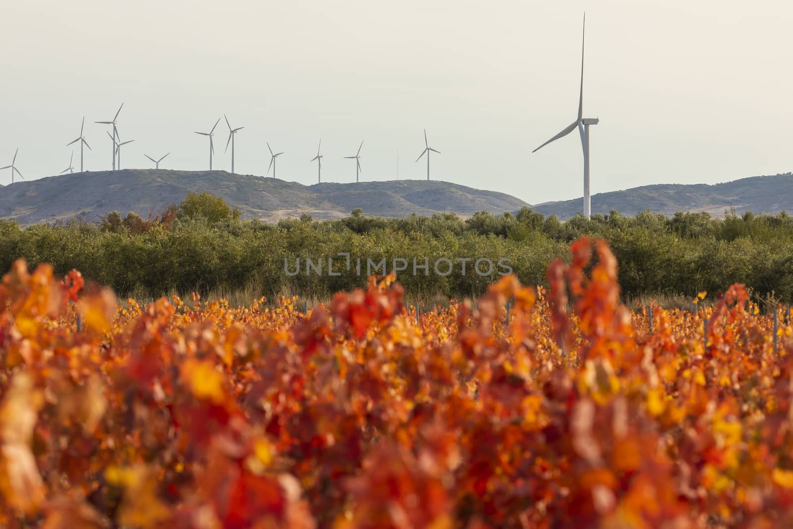 Wind turbines close to the vineyards, Campo de Borja, Spain by alvarobueno