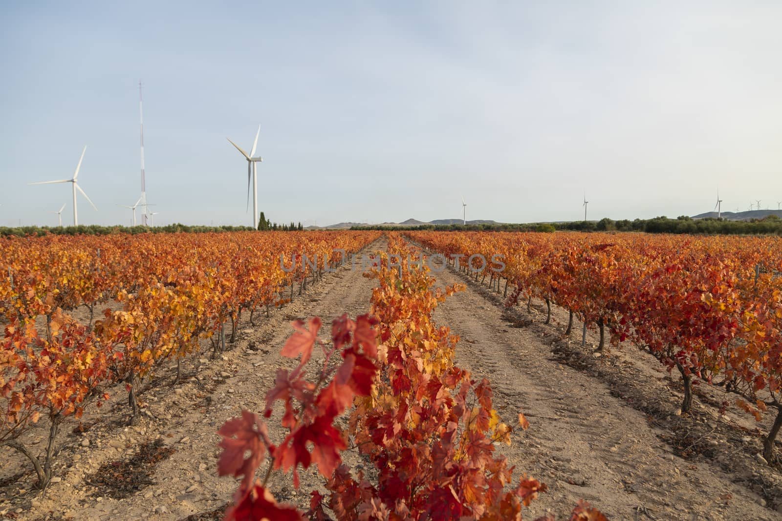 Vineyards with autumnal red leaves, Campo de Borja, Spain by alvarobueno