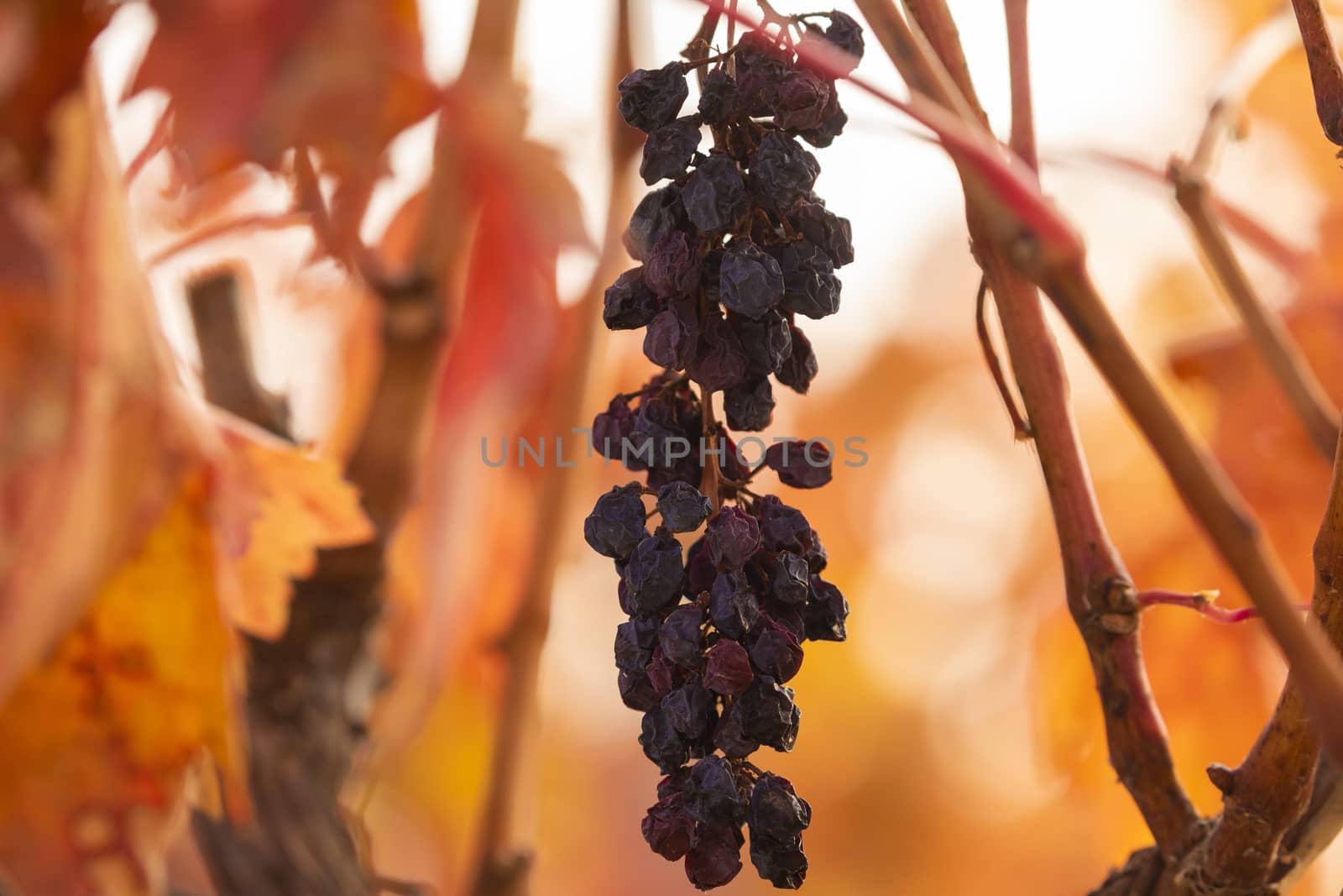 Natural raisins in the vineyards of Campo de Borja, near the small town of Magallon, Aragon, Spain.