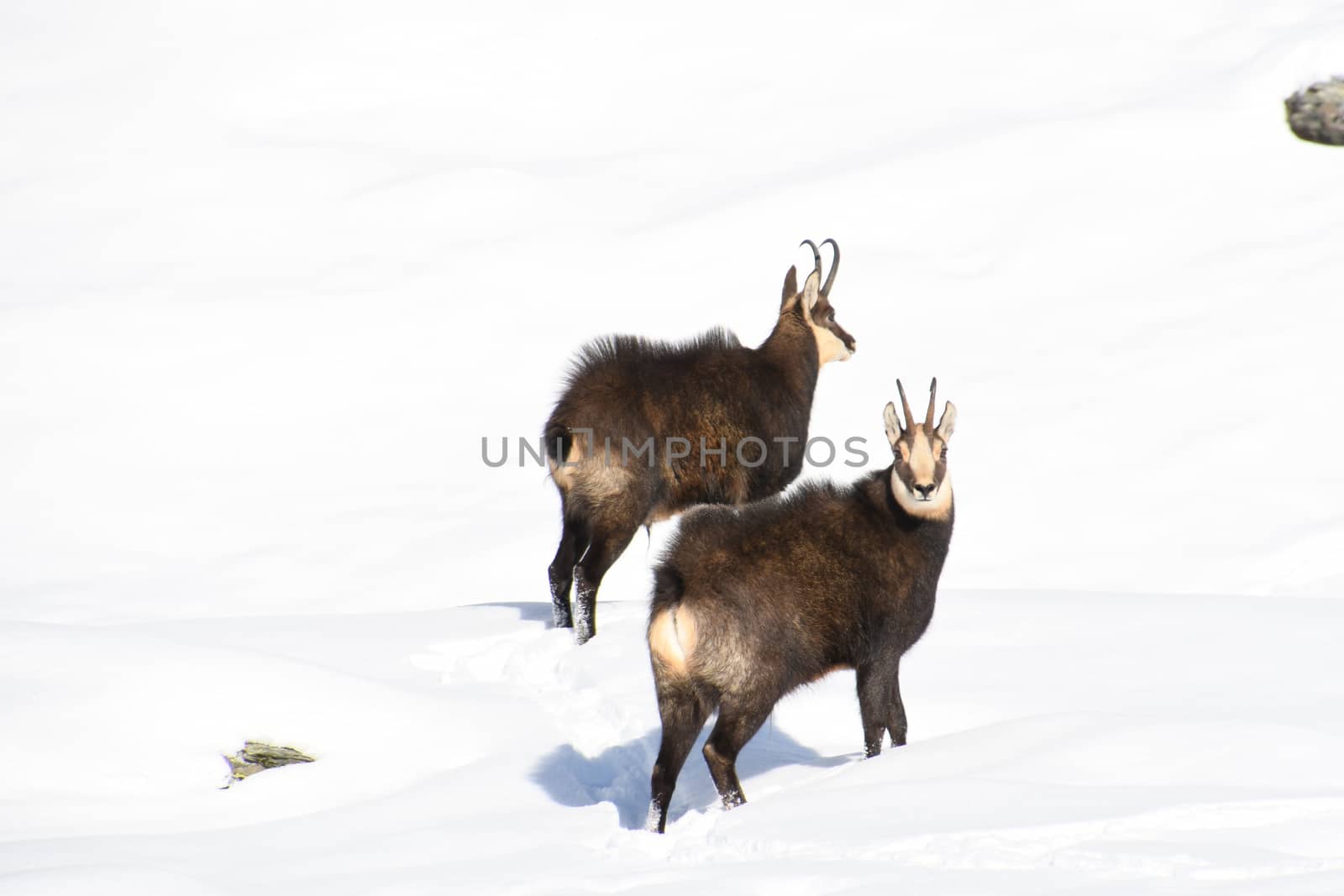 The chamois on the snow, in the Gran Paradiso park