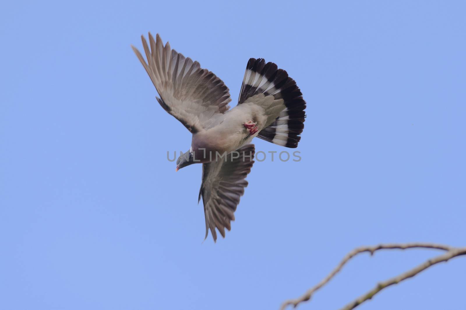 Plain blue sky background behind a flying wild wood pigeon. Wings and tail feathers are all fully spread and feet are tucked, showing patterning.