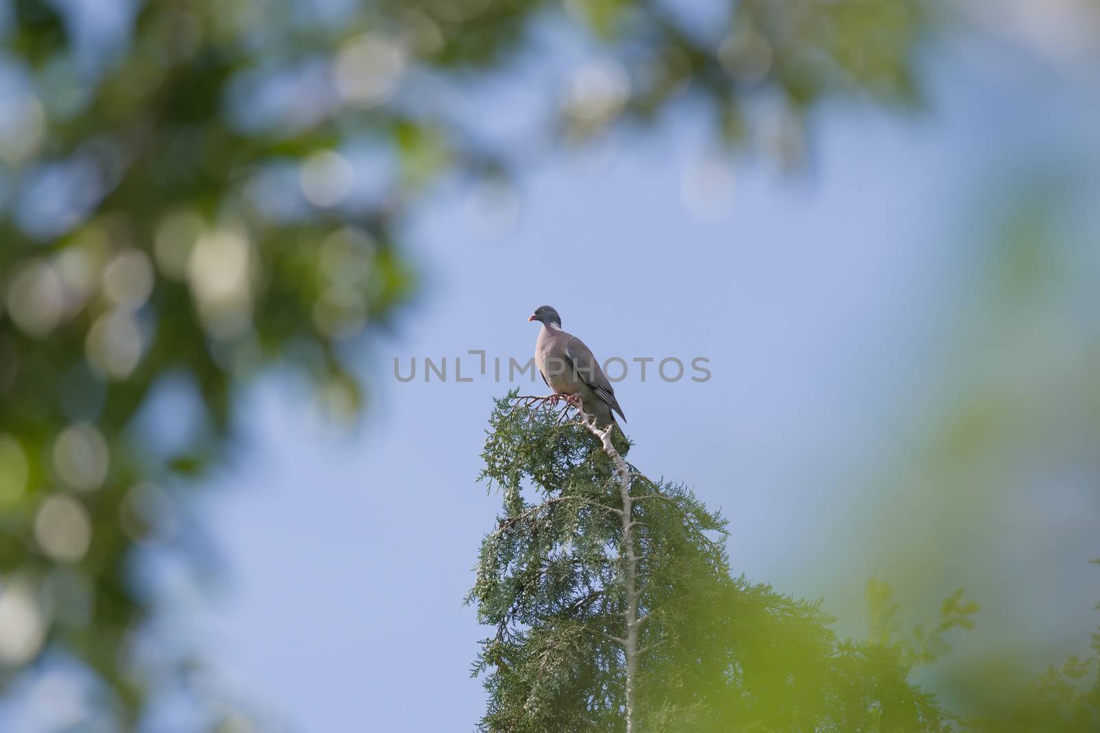 Framed by blurred luscious green leaves in the foreground, a wood pigeon perches on the tip of an evergreen conifer. Blue skies and summer season