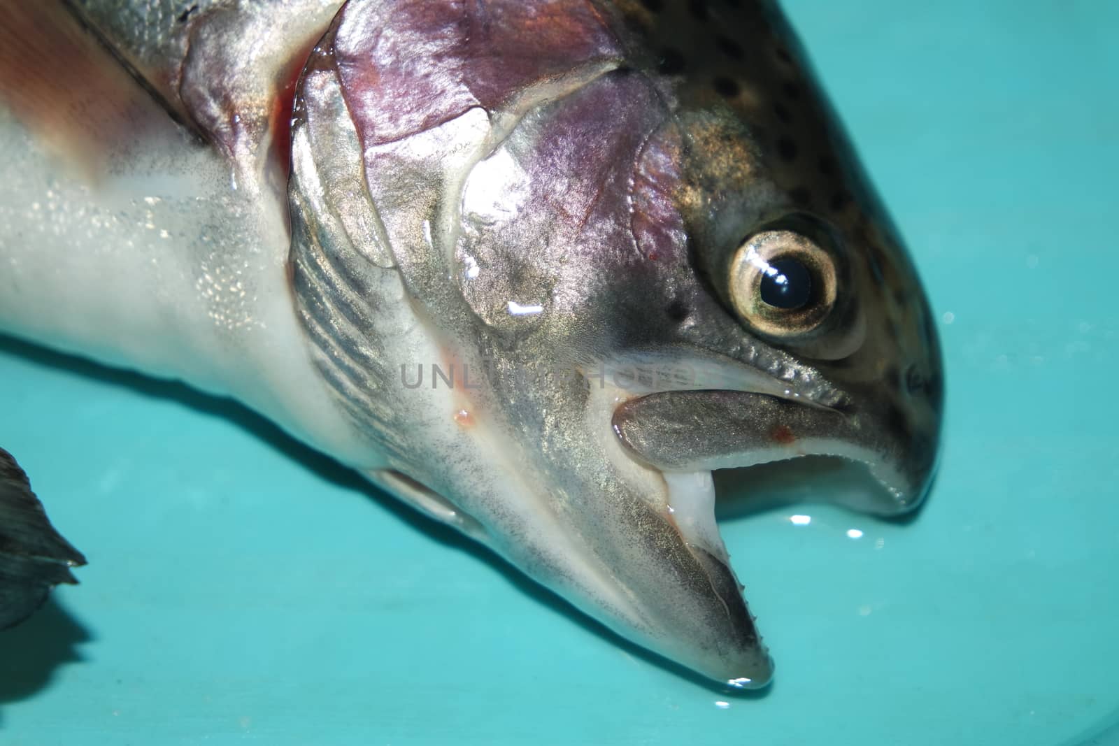 Fish closeup with a gray or grey and silver shiny skin scales isolated on a blue background. Fish skin texture pattern background.