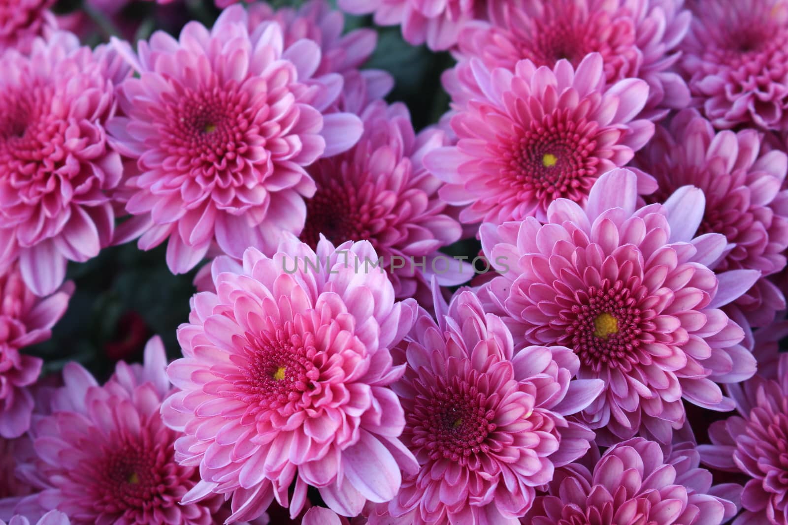 High Angle View Of Pink Flowering Plants called purple Chrysanthemums. Floral background of autumn purple chrysanthemums.