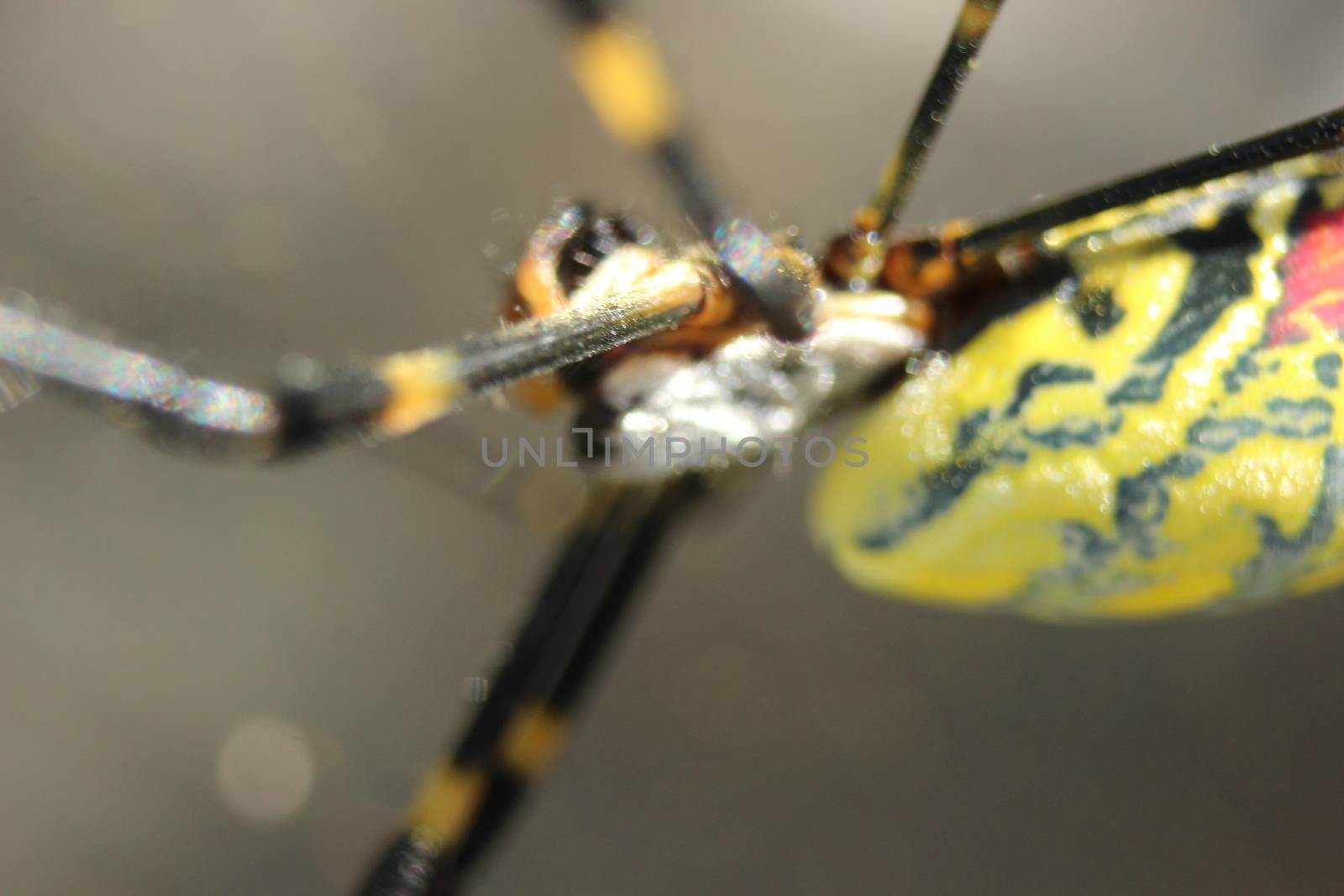 Closeup view with selective focus on a giant Spider and spider webs with blurred green jungle background