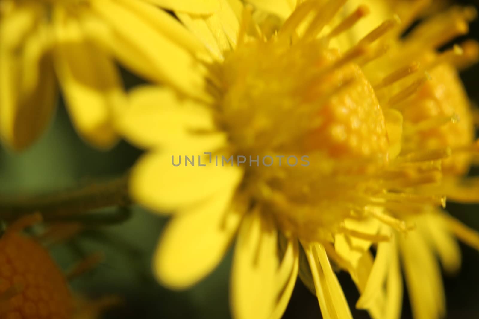 Close-up and macro photo with selective focus of marigold (calendula) flowers. Yellow daisy flowers of calendula arvensis.