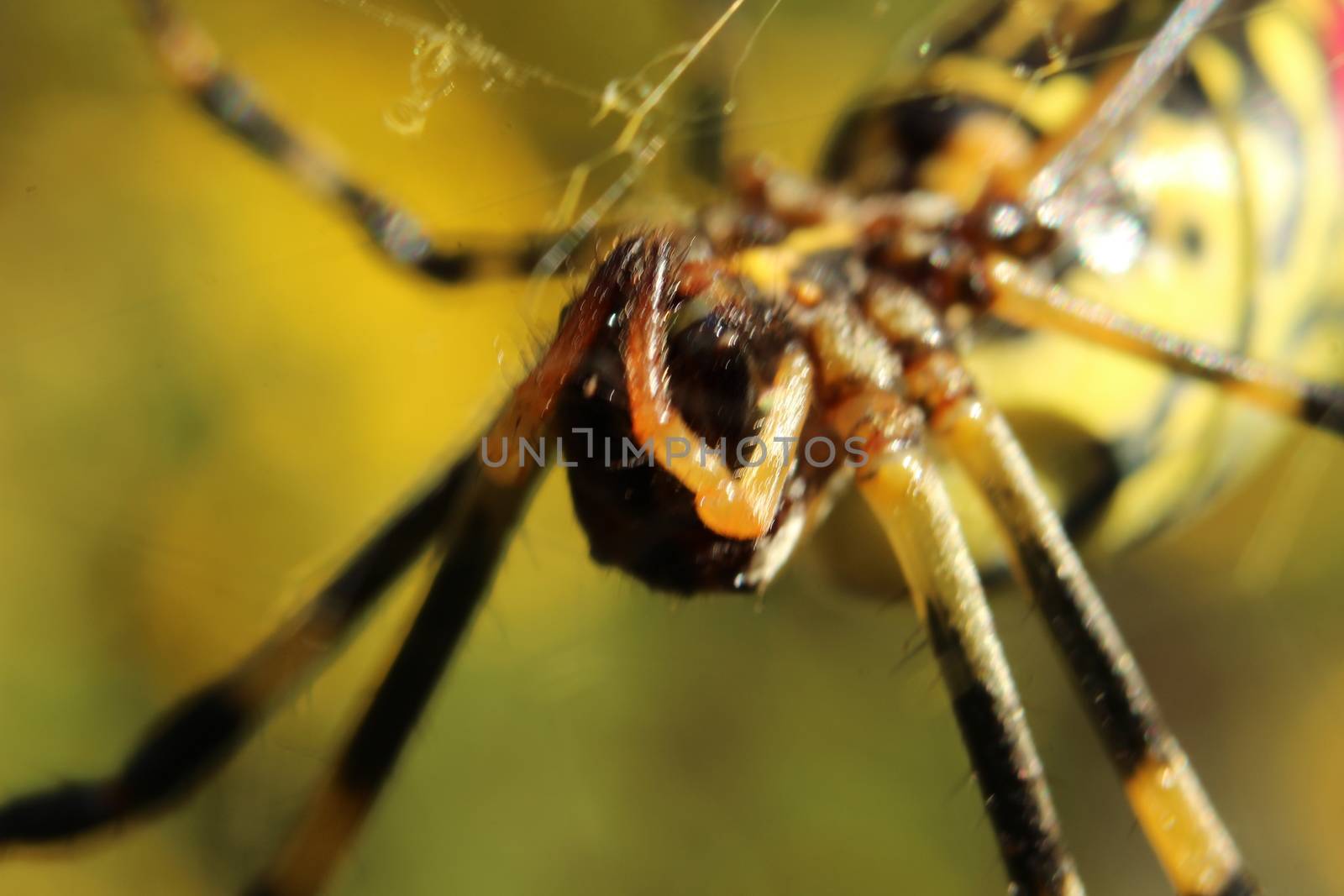 Closeup view with selective focus on a giant Spider and spider webs with blurred green jungle background