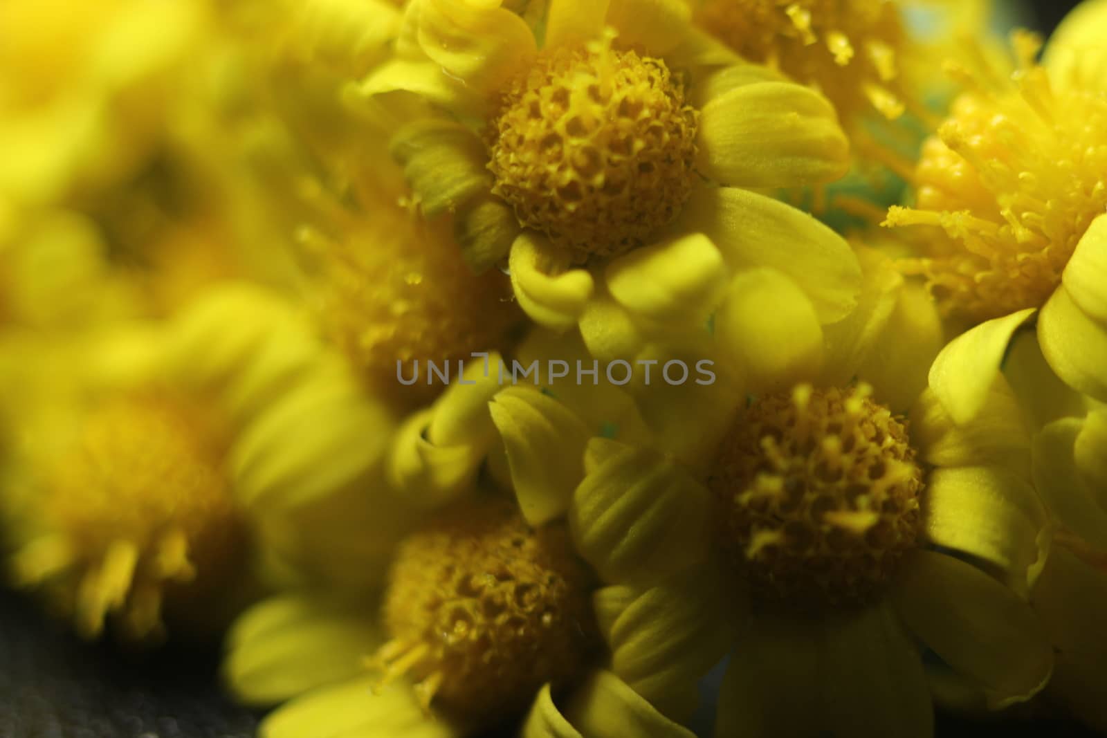 Close-up and macro photo with selective focus of marigold (calendula) flowers. Yellow daisy flowers of calendula arvensis.