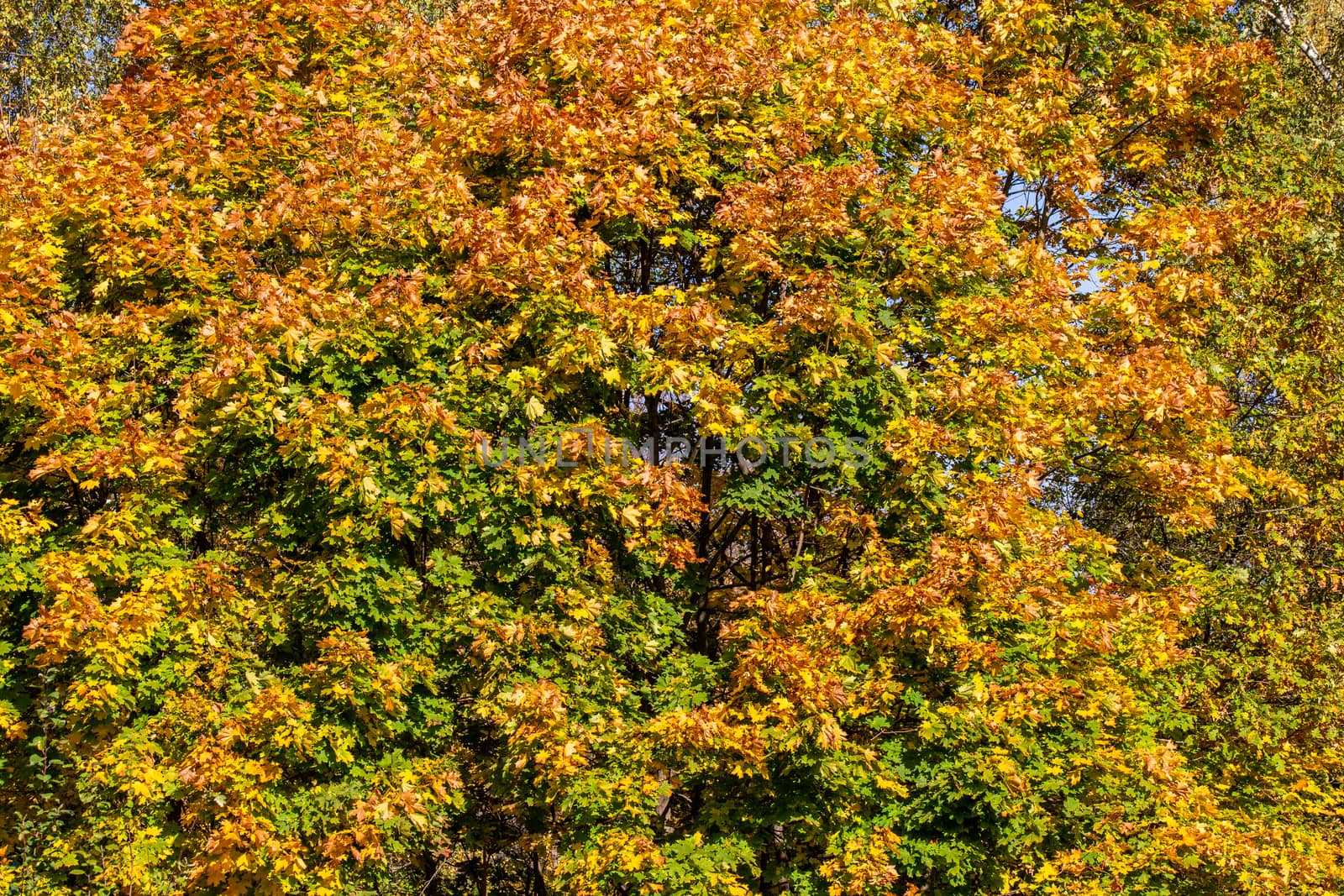 autumn maple tree under day light full frame background.