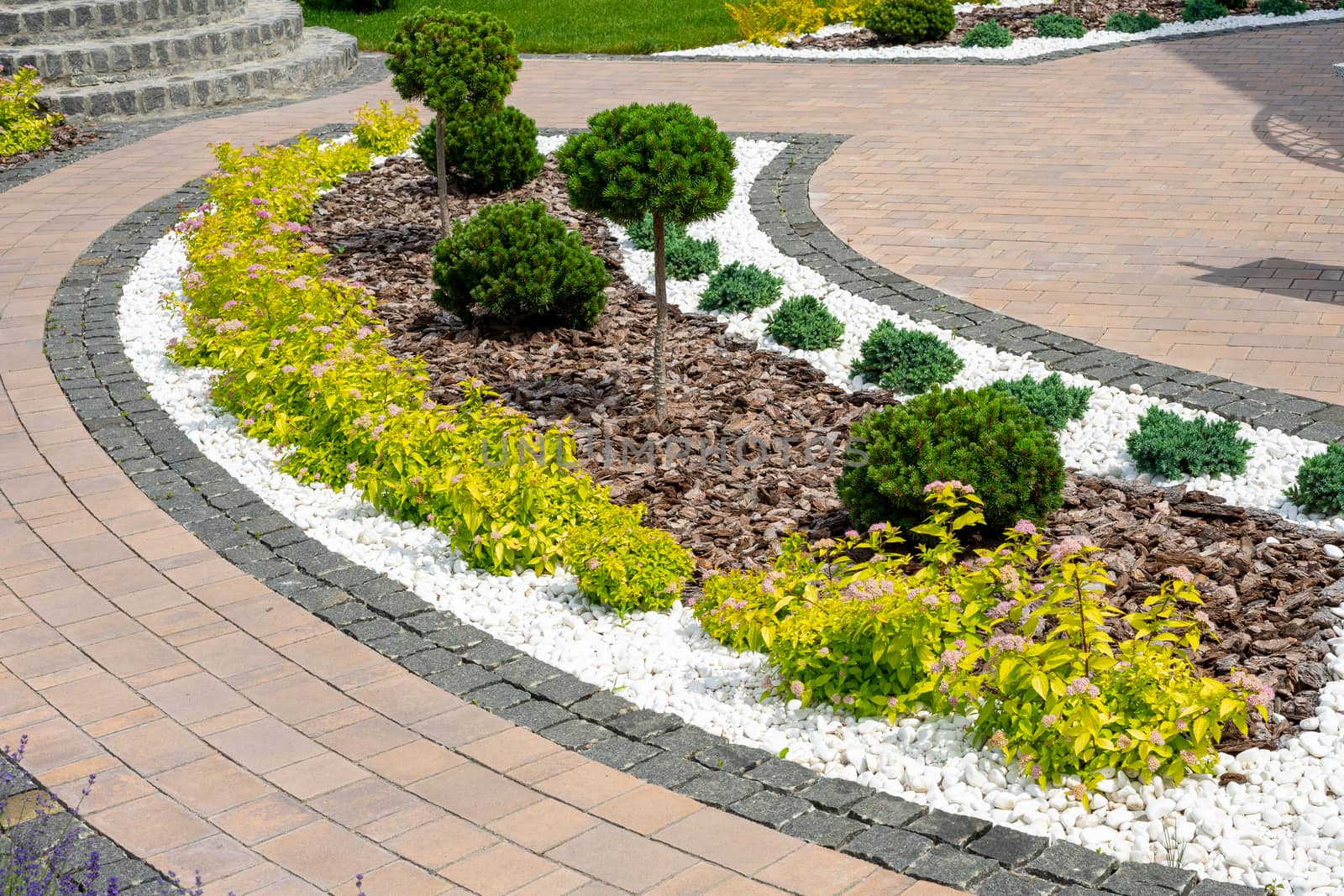 Landscape design. Design of the adjacent territory. Decorative thuja on a flower bed by Serhii_Voroshchuk