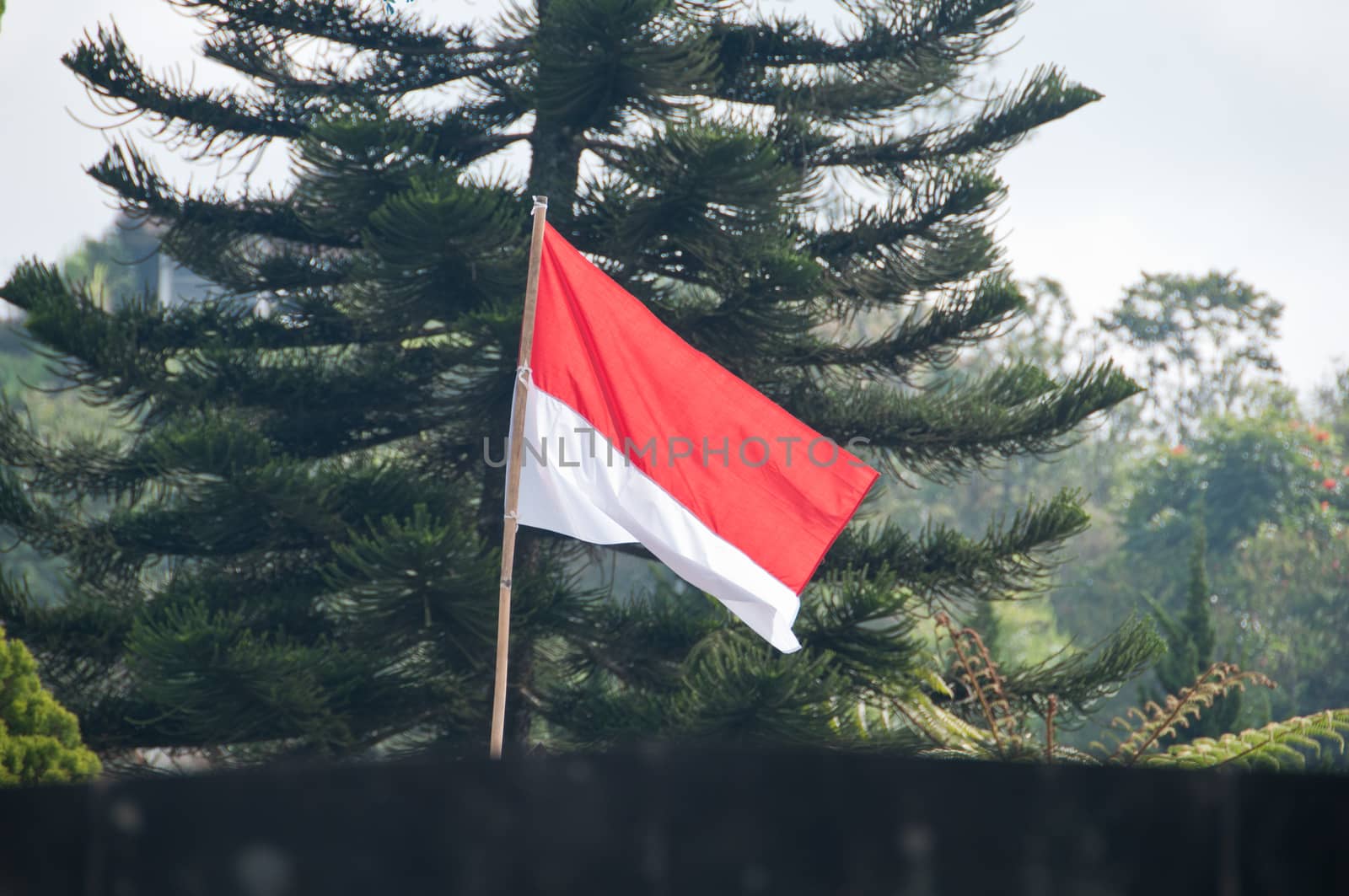 Red and White Indonesian flag in jungle by eyeofpaul