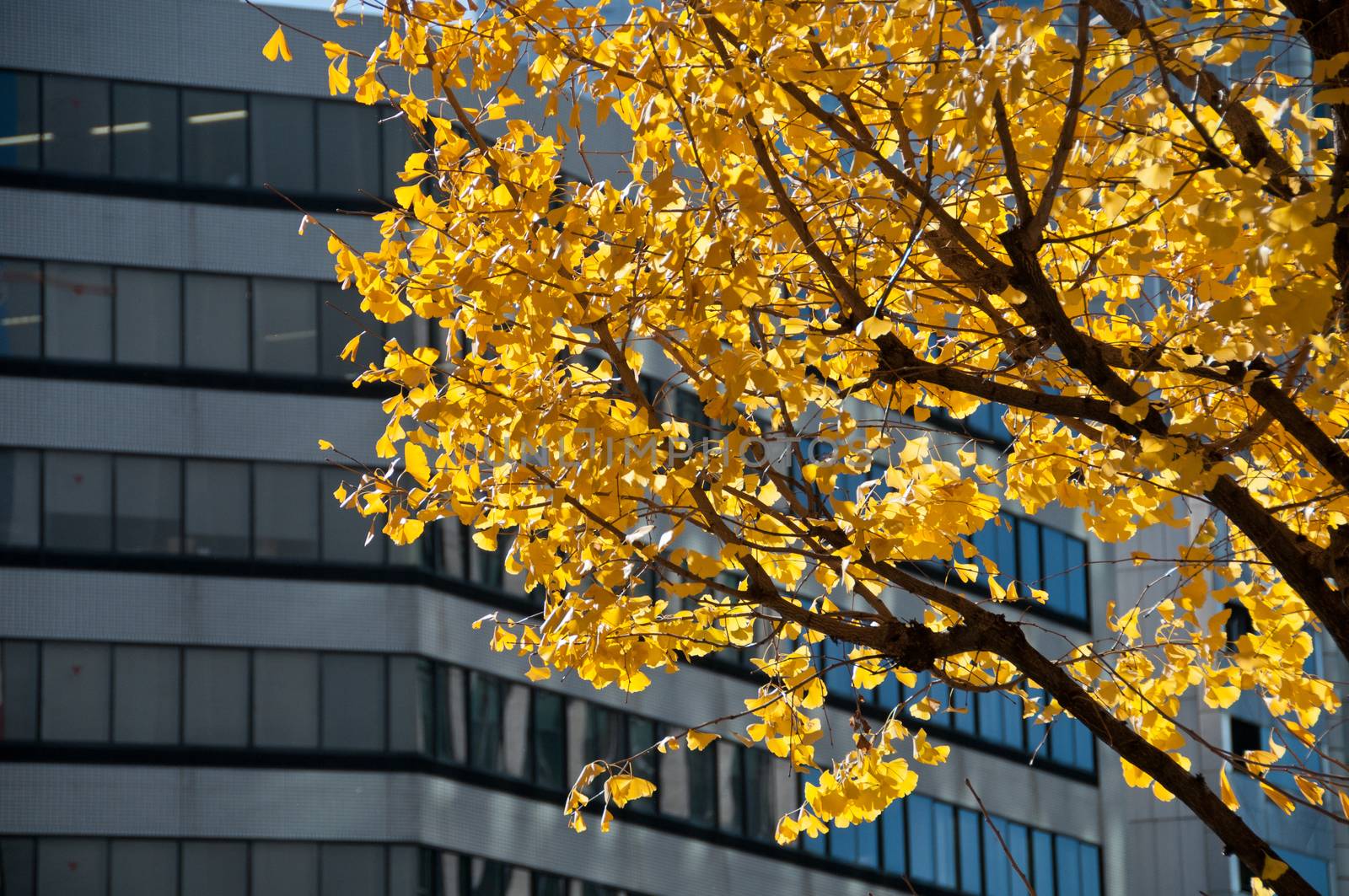 Yellow golden ginkgo in mid winter in Tokyo city in Japan