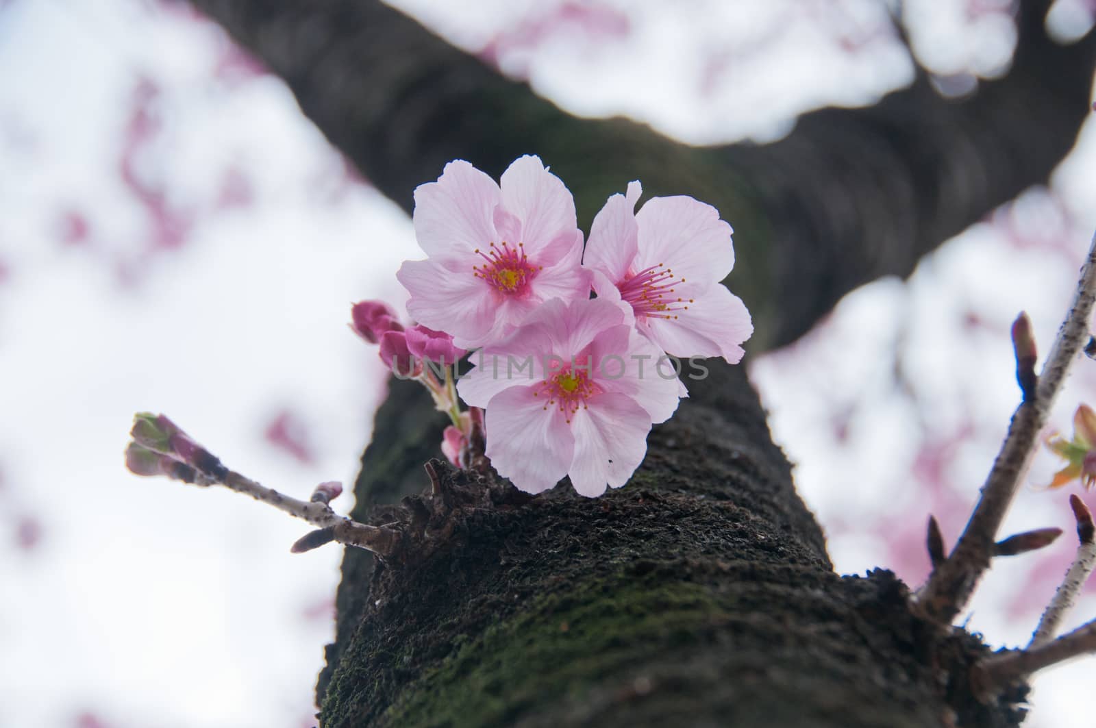 Cute little pink Sakura Cherry blossom flowers in Tokyo Japan Sp by eyeofpaul