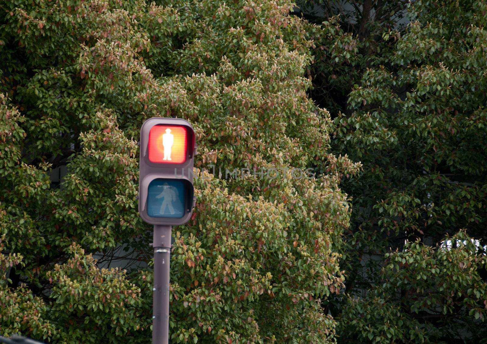 Stop red light traffic sign in a forest