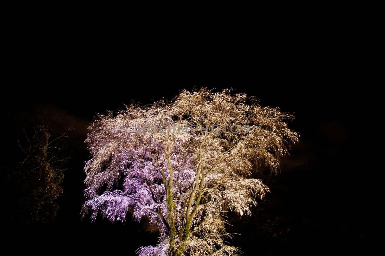 Glowing light of Sakura cherry blossom tree at night in Tokyo Japan