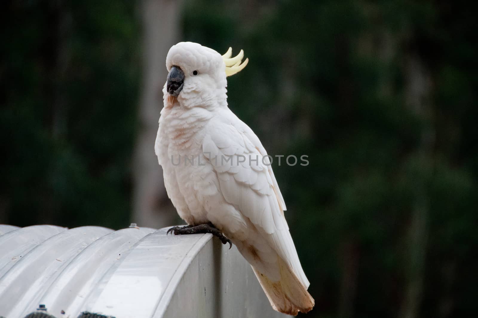 Beautiful white big cockatoo bird standing