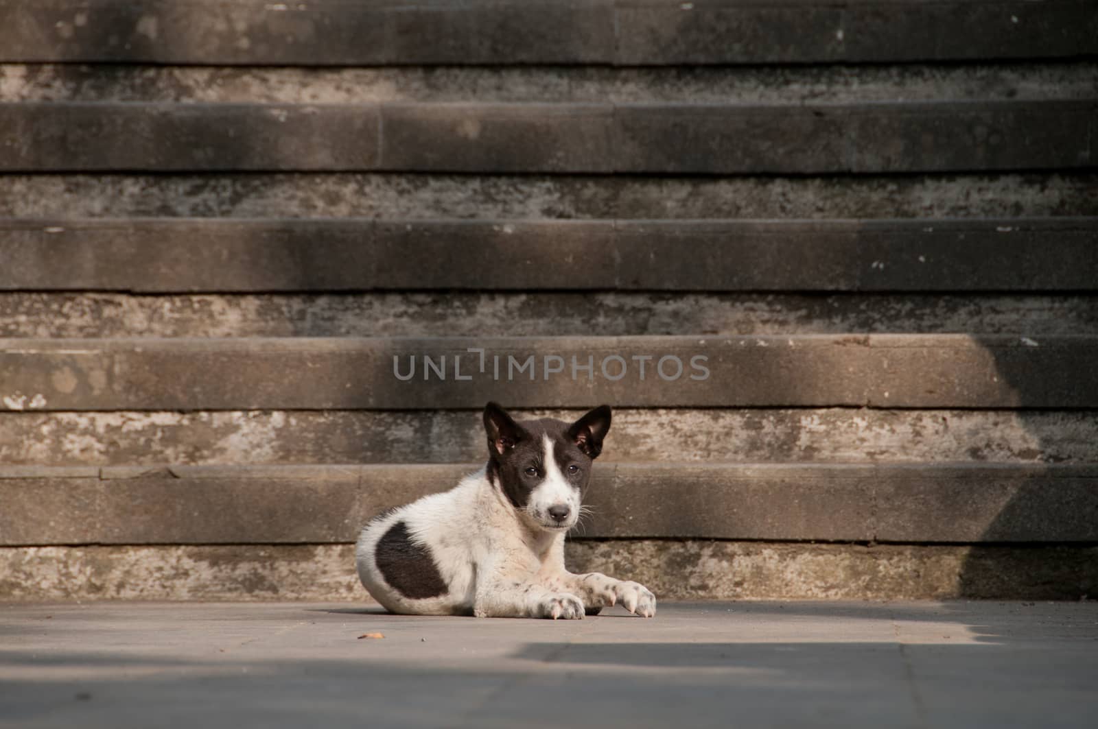 White dog with black face laying down and curious by eyeofpaul