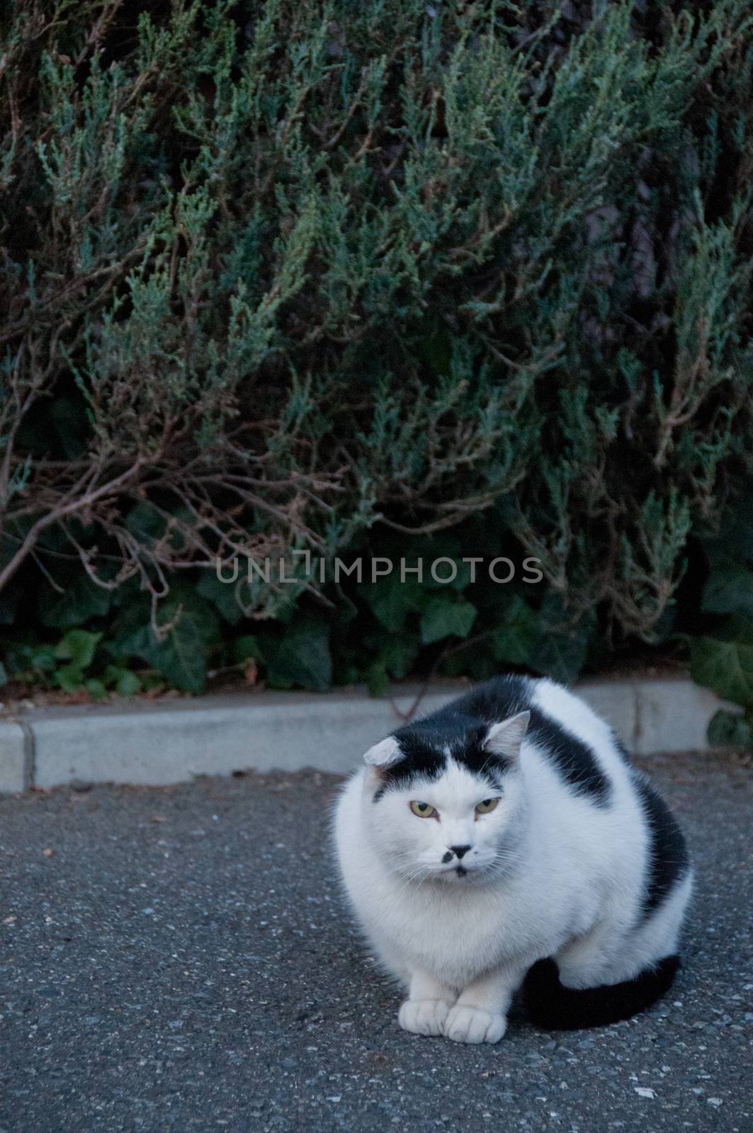 Big white black fat cat sitting on a floor by eyeofpaul