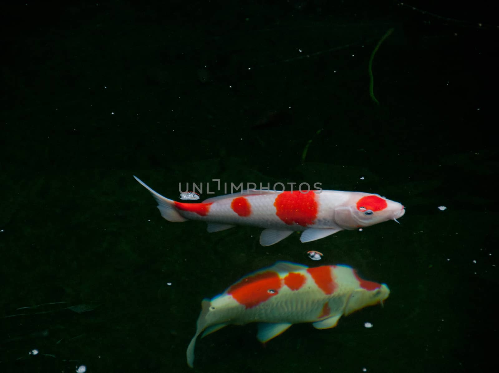 Japanese bright orange red carp fish in sacred pond by eyeofpaul