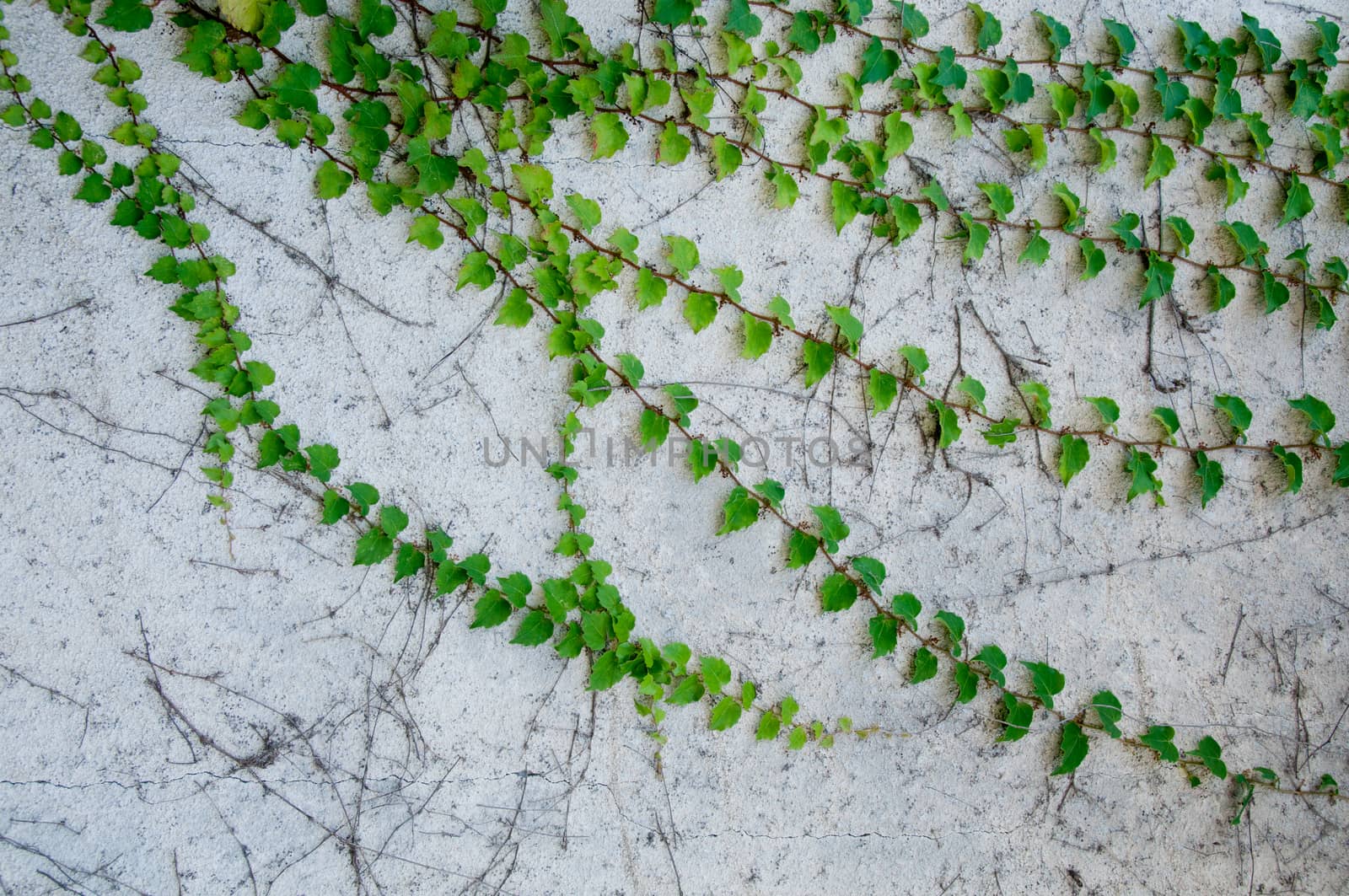 Green fresh climbing plant on rustic white concrete wall by eyeofpaul