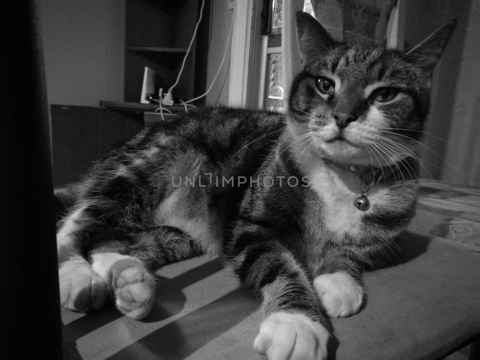 Cute calm mysterious cat in black and white