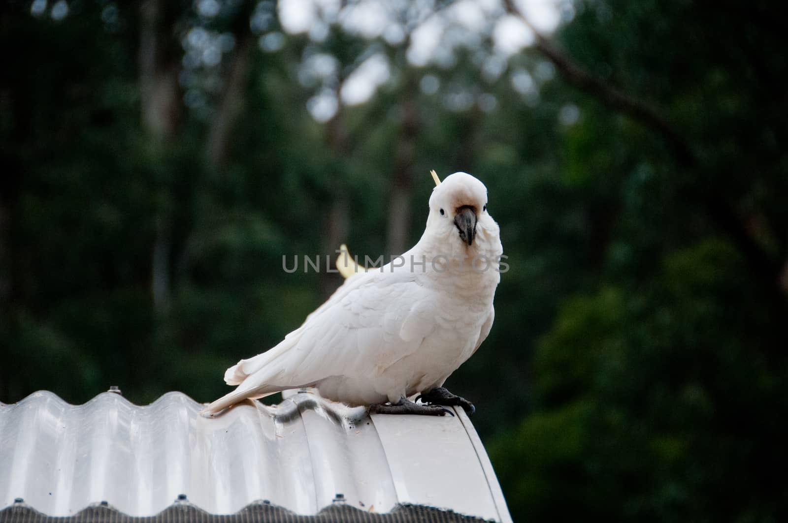Beautiful white big cockatoo bird on metal roof by eyeofpaul