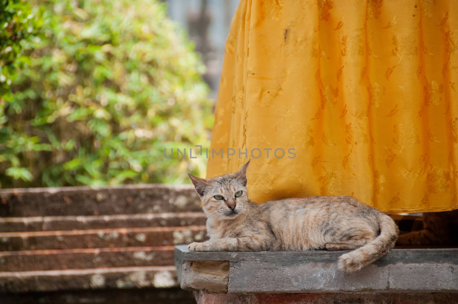 Short hair brown cute little sleeping cat looking up curiosly