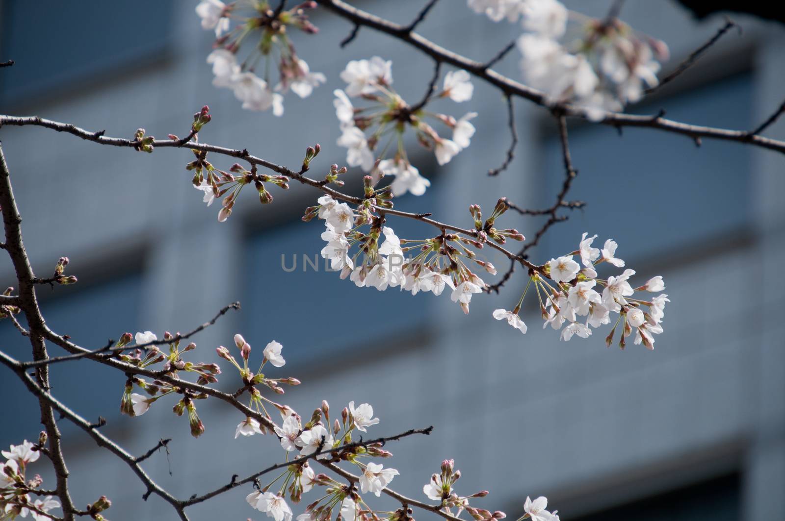 White Cherry blossom sakura tree in Tokyo city by eyeofpaul