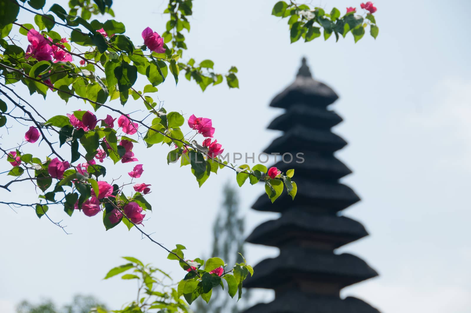 Pink beautiful flowers with sacred Bali Hindu temple in the background
