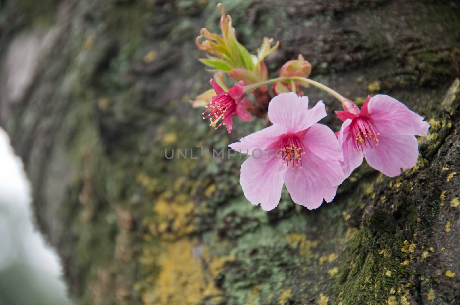 Cute little pink Sakura Cherry blossom flowers in Tokyo Japan Sp by eyeofpaul