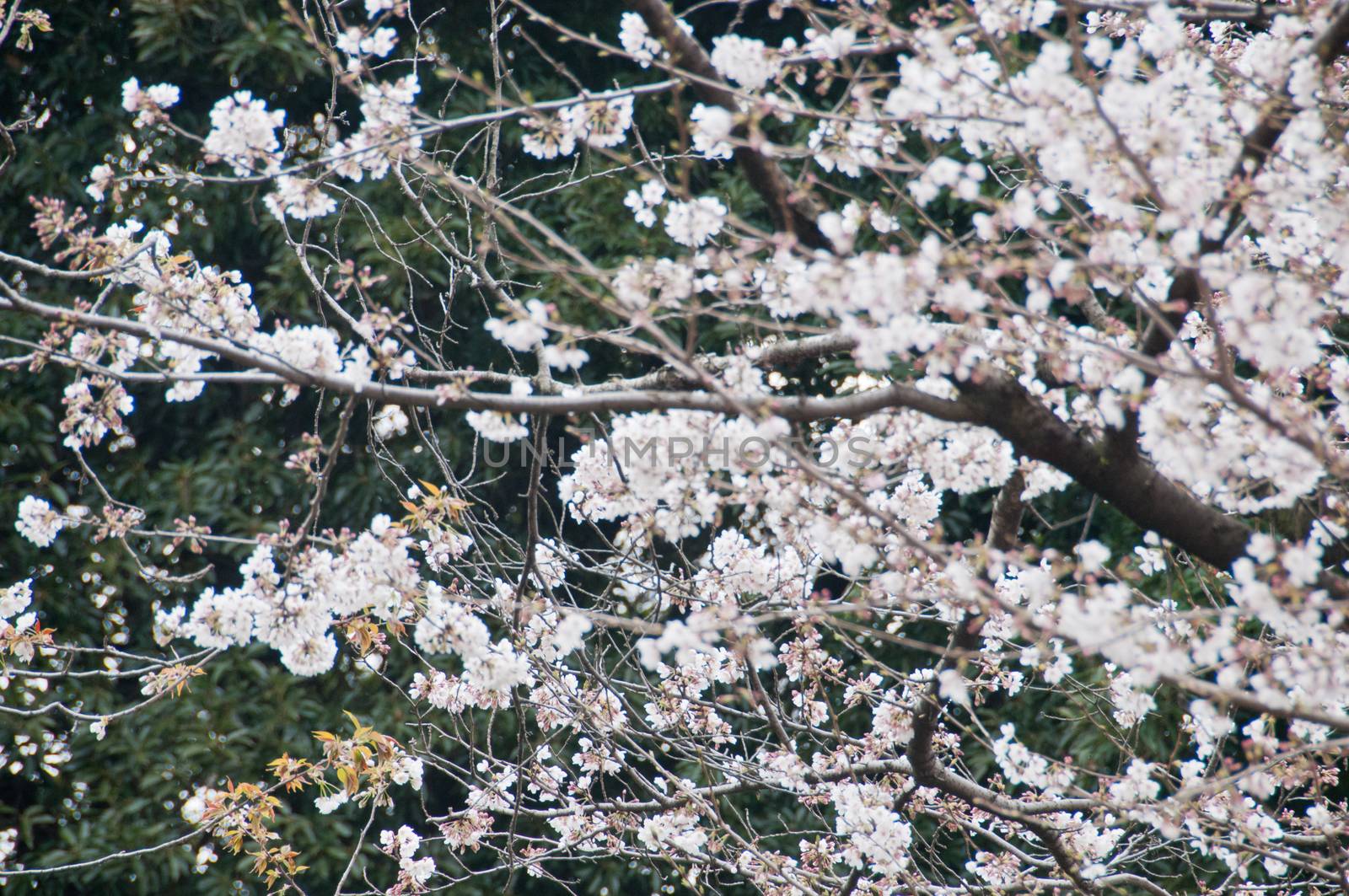 Beautiful full bloom cherry blossom sakura tree by eyeofpaul