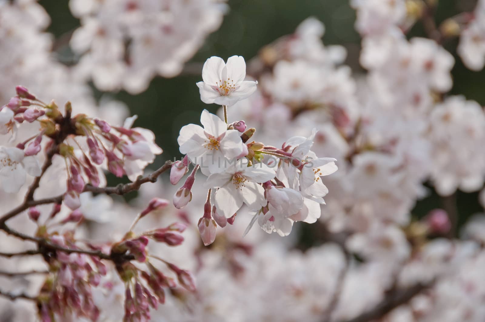 Beautiful full bloom white cherry blossom sakura flowers by eyeofpaul