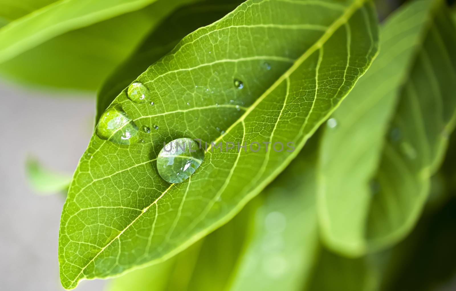 Closeup of drops of water on green leaves.