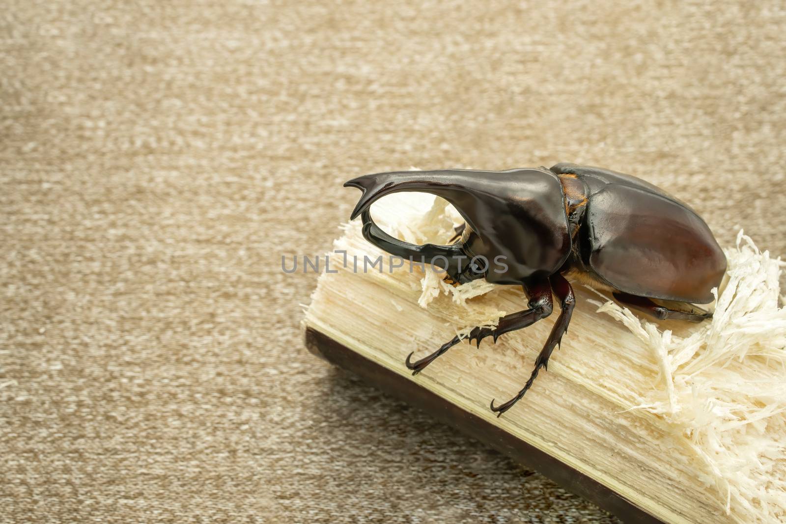 A horned beetle feeding on a stalk of a sugan cane.