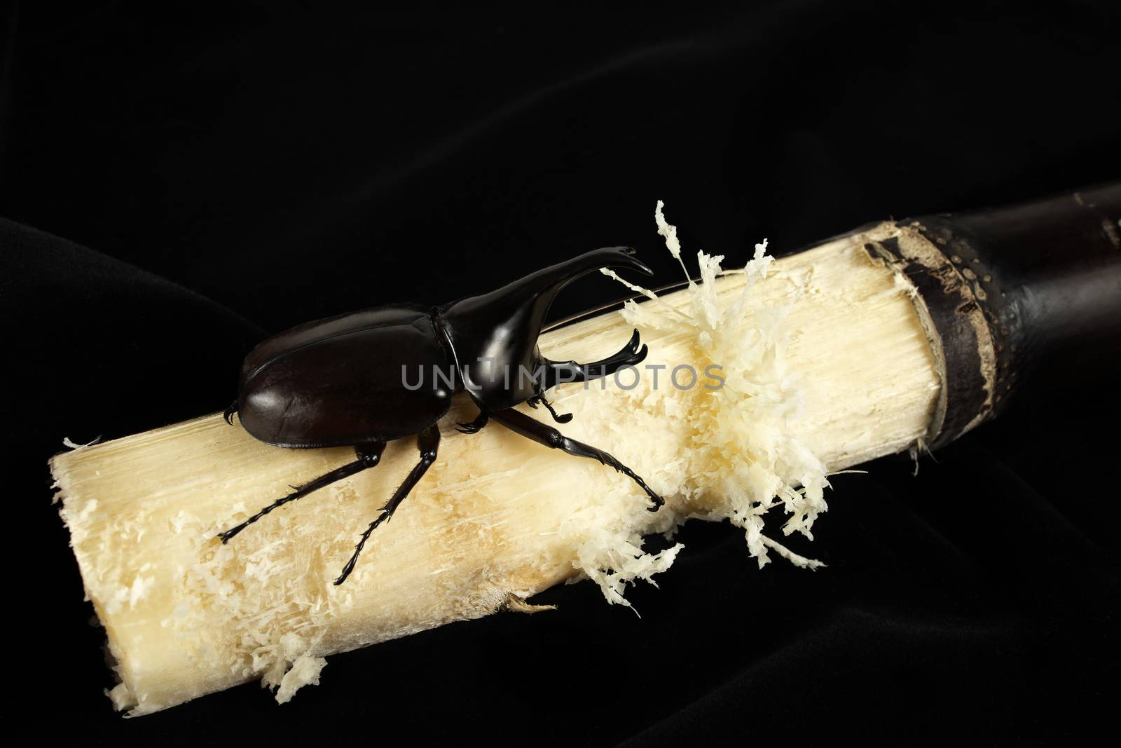 A horned beetle on a stalk of sugan cane.