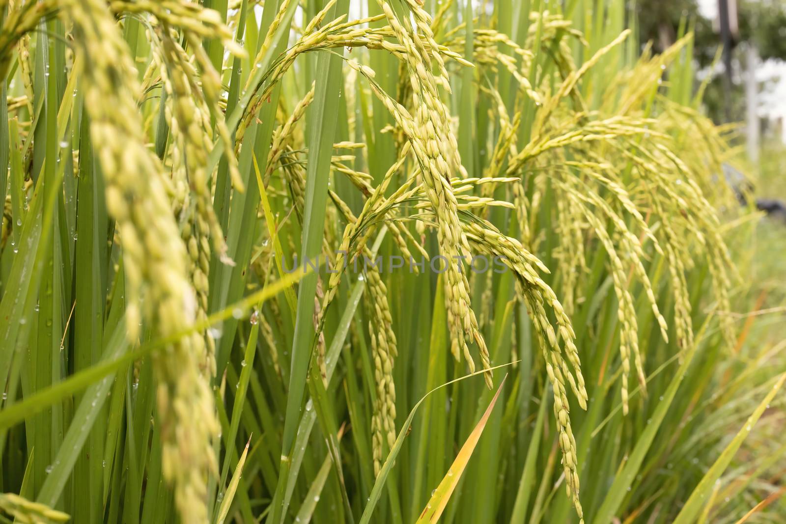 A countryside rice field containing mature plants with growing golden ears.