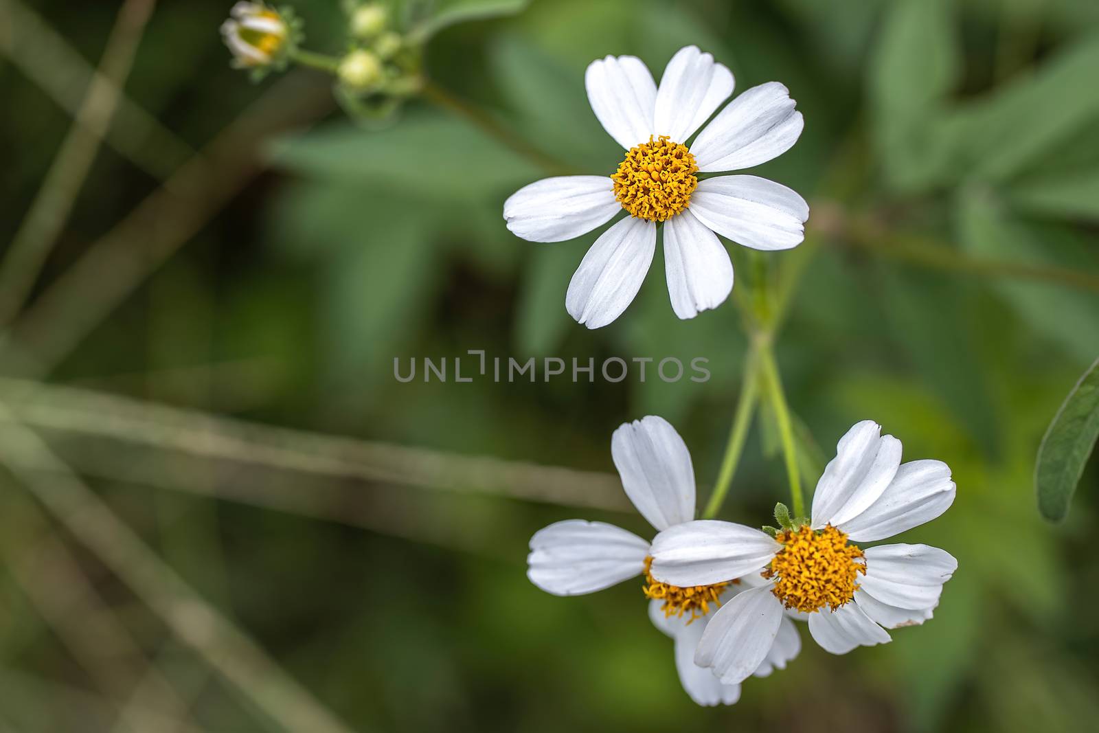 Beautiful blooming tiny white grass flowers with blurred background.