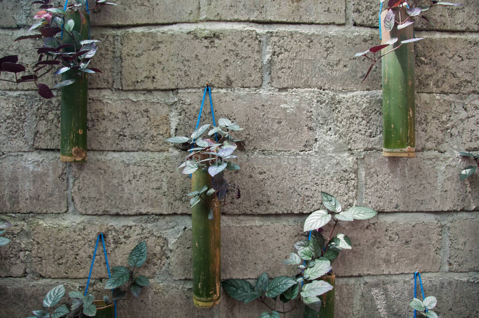 Coffee tree decoration in bamboo bottles on a stone wall