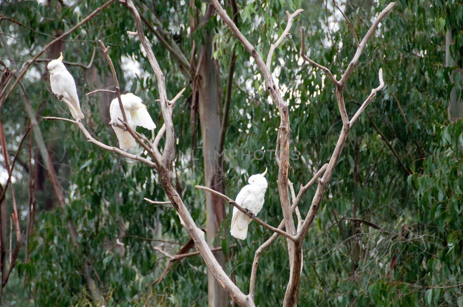 Two white big cockatoo birds on tree branch by eyeofpaul