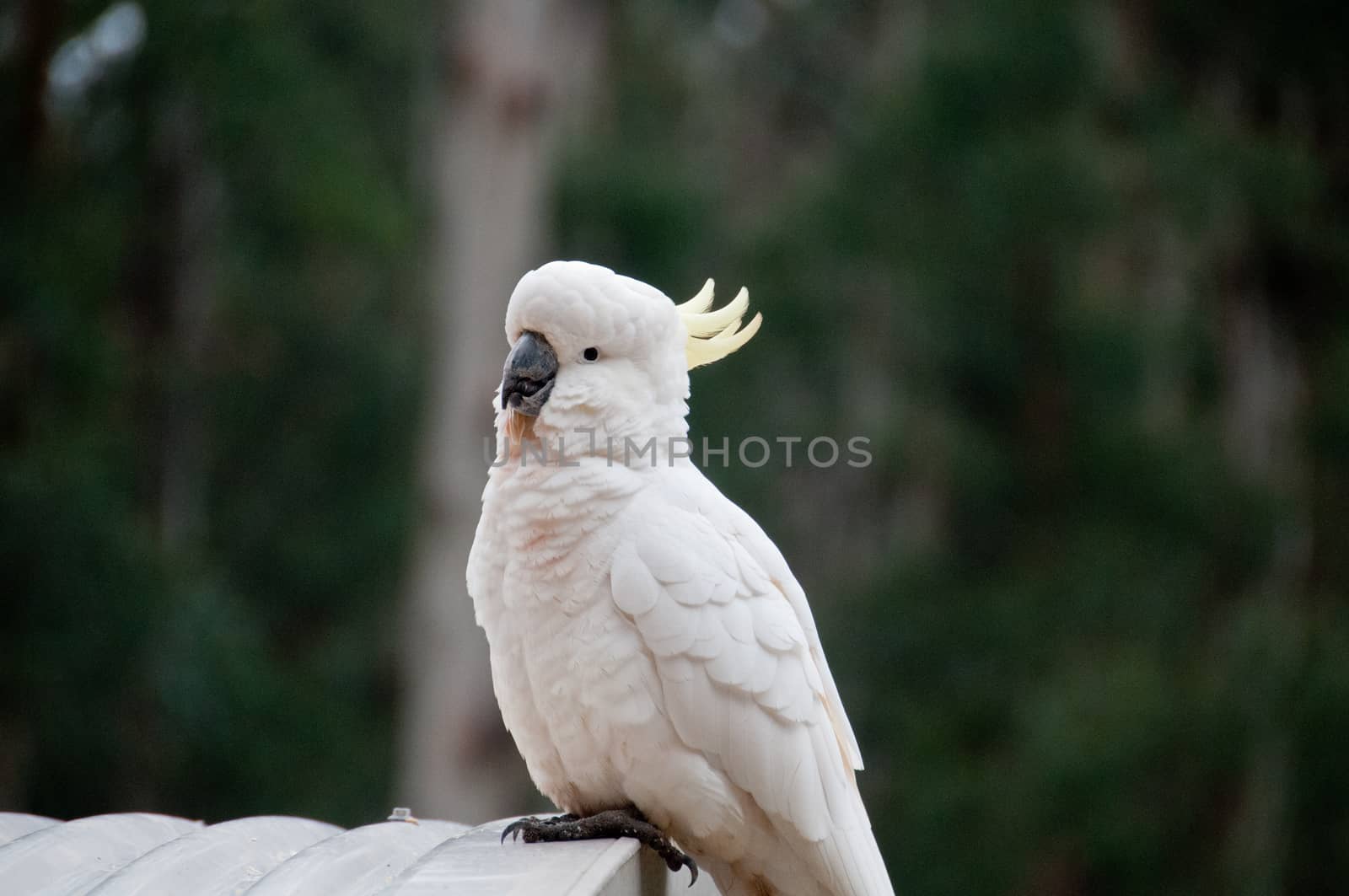 Beautiful white big cockatoo bird smiling