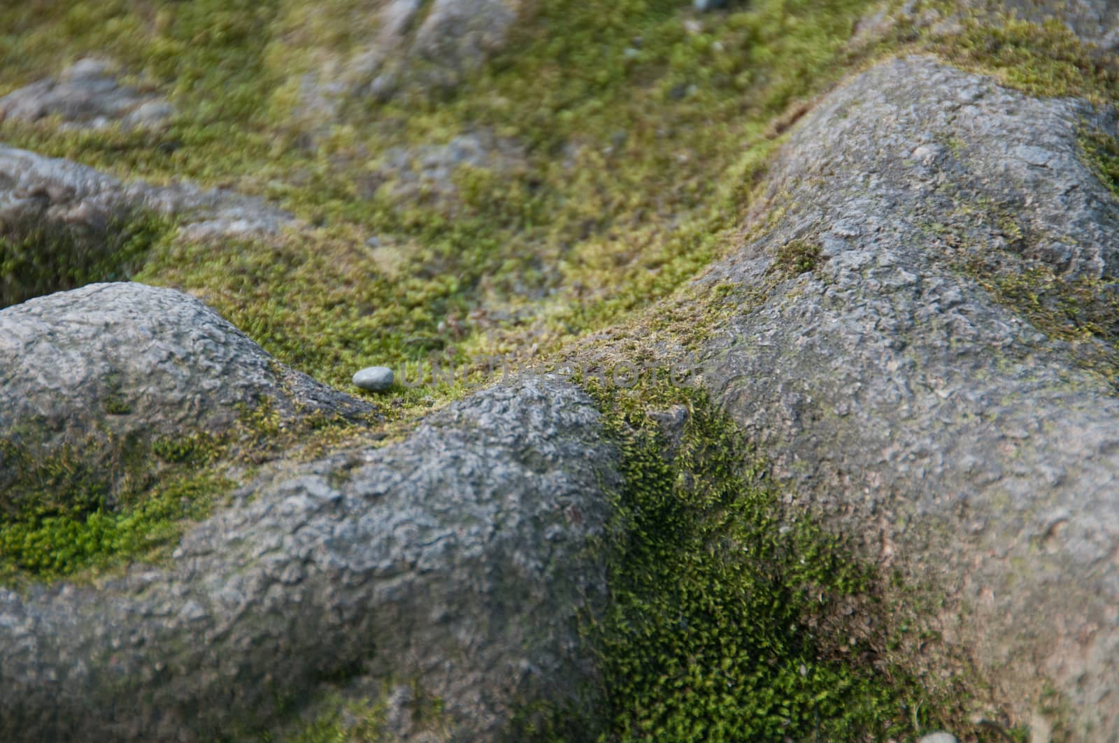 Damp green mossy lichen floor by eyeofpaul