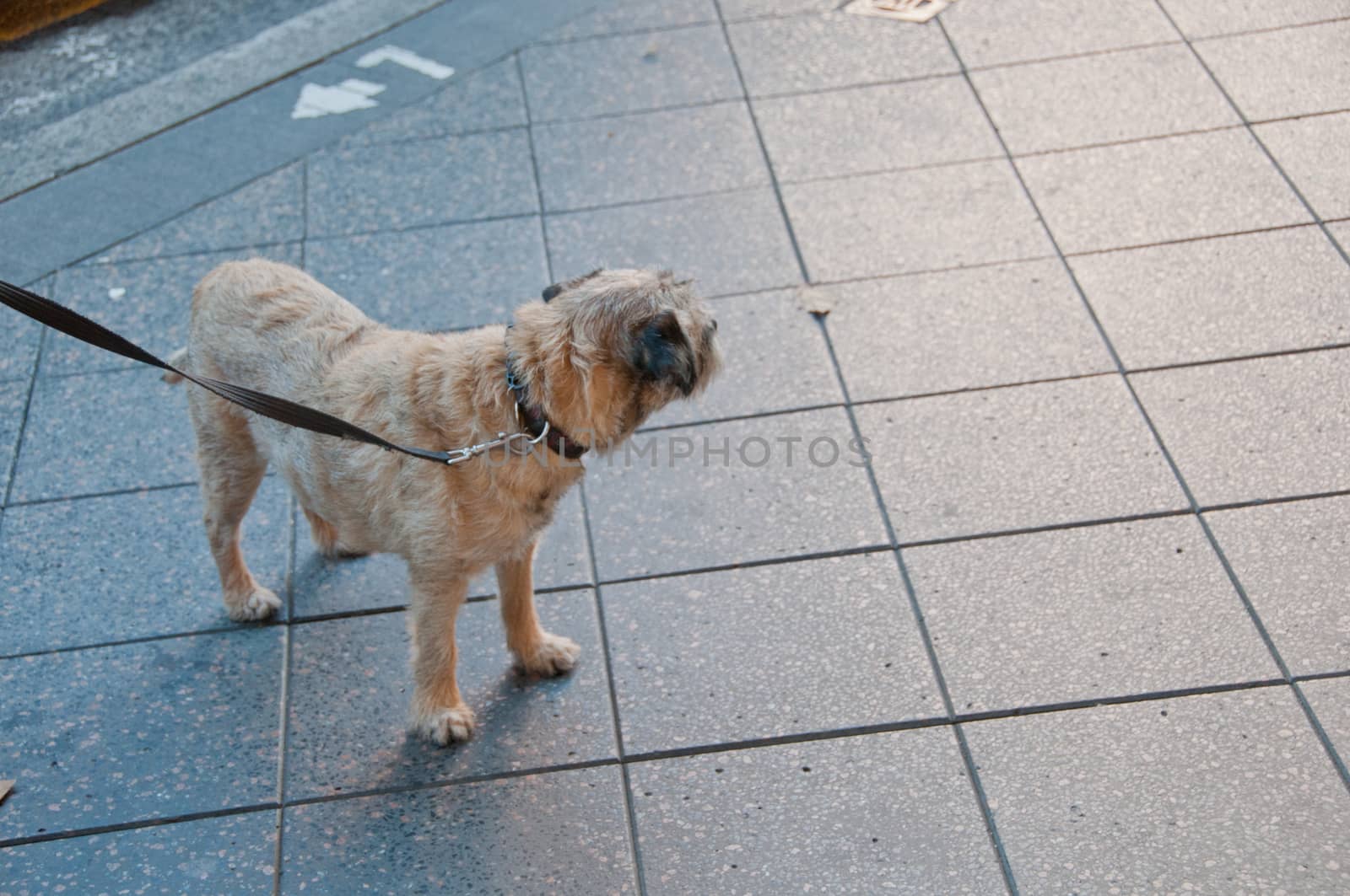 Cute small brown dog turns left on the street by eyeofpaul