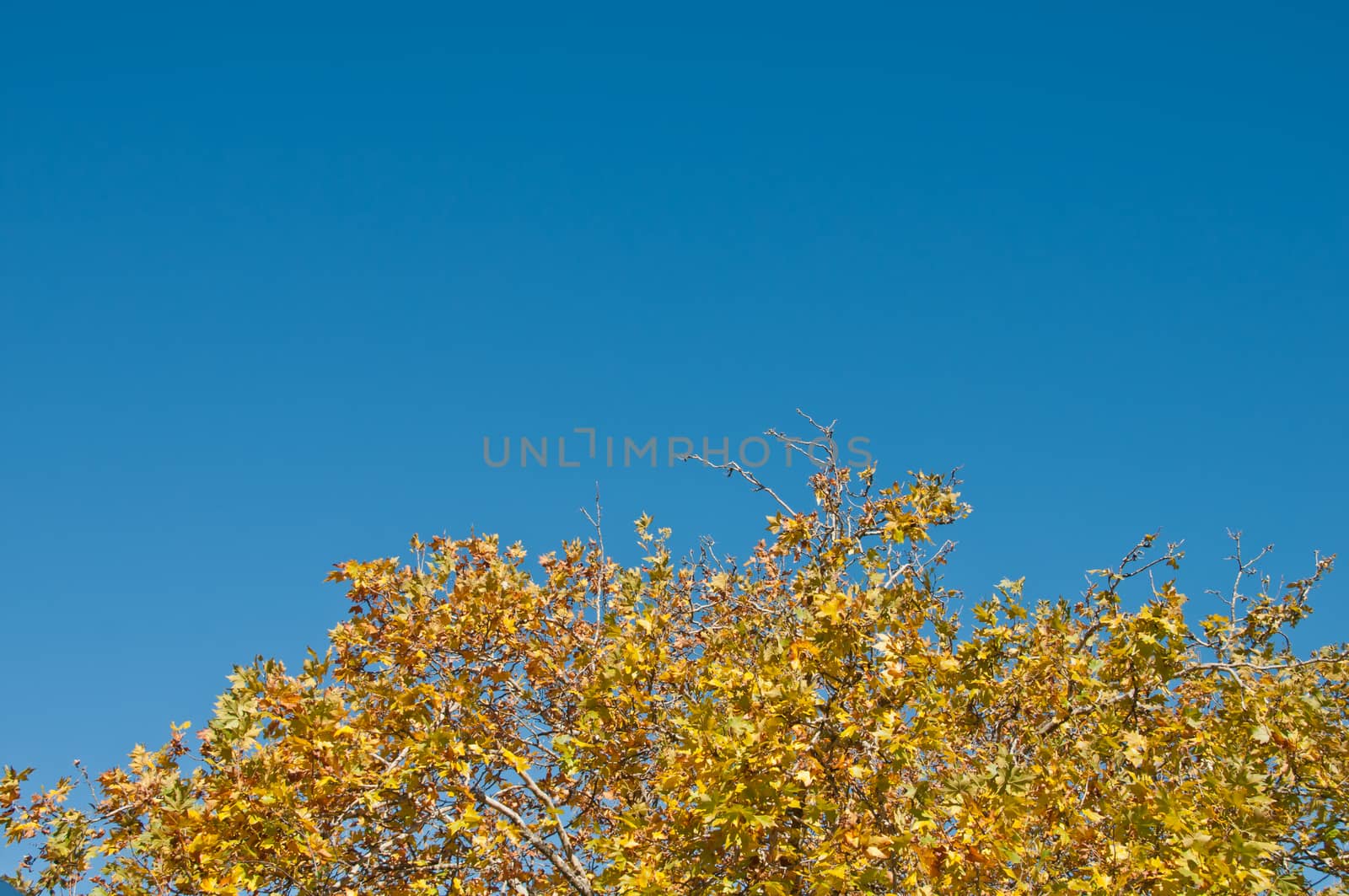 Yellow maple foliage in early Autumn with blue sky in Blue Mountain at Sydney Australia