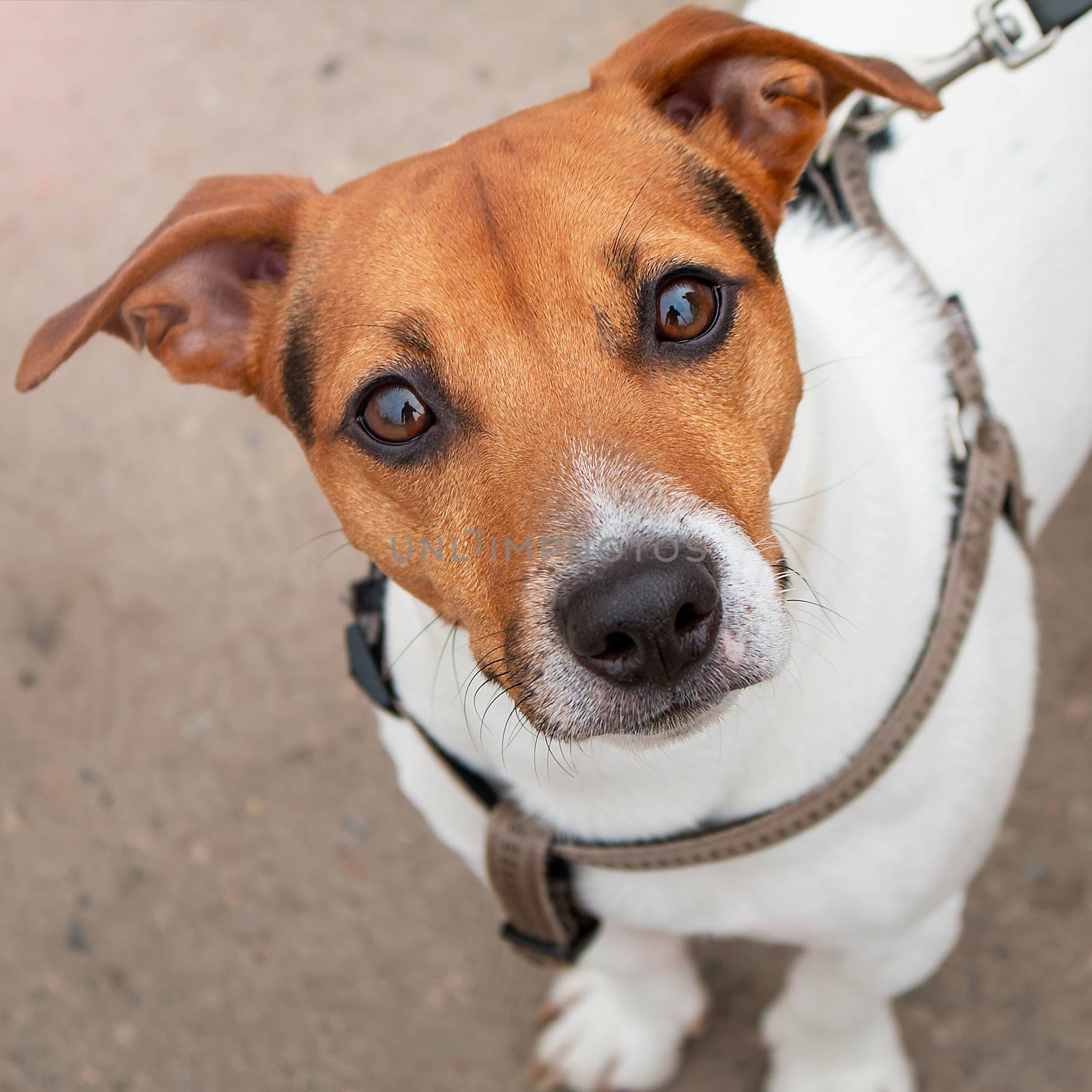 A curious look from a dog. Pet. Four-legged friend. Close up portrait of dog Jen Russell Terrier. Photo aspect ratio 1:1