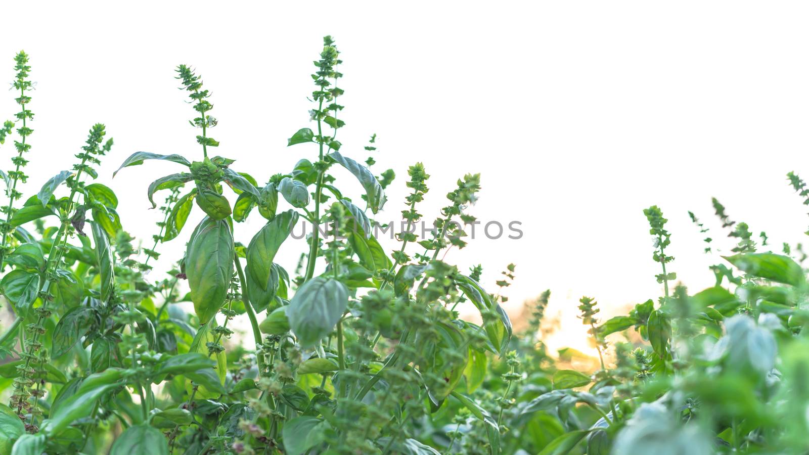 Flowering sweet basil plants with nature backlit isolated on white background. Blossom homegrown Lamiaceae culinary herb at organic backyard garden in Texas, America