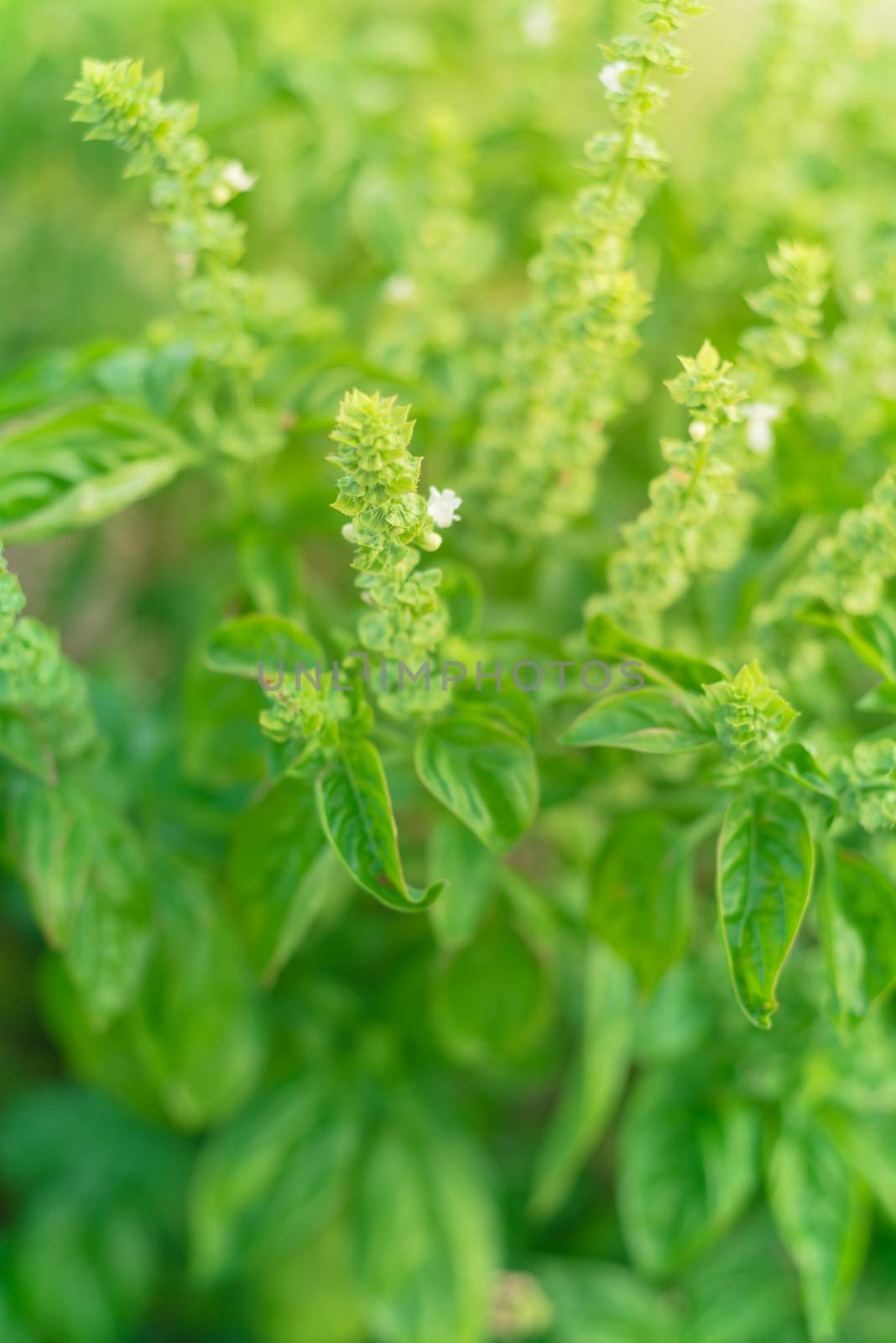 Shallow DOF blooming sweet basil flower and white petals at backyard garden in Texas, USA by trongnguyen